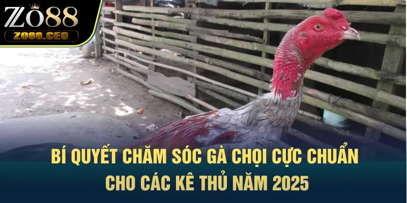 bí quyết chăm sóc gà chọi