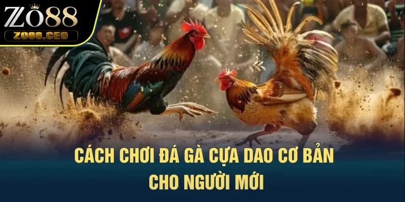 Cách chơi đá gà cựa dao cơ bản cho người mới