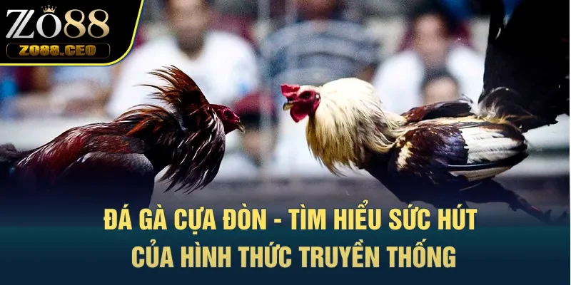 đá gà cựa đòn