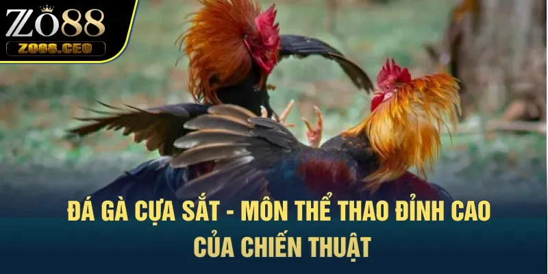 đá gà cựa sắt