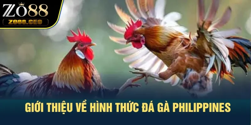 Giới thiệu về hình thức đá gà Philippines