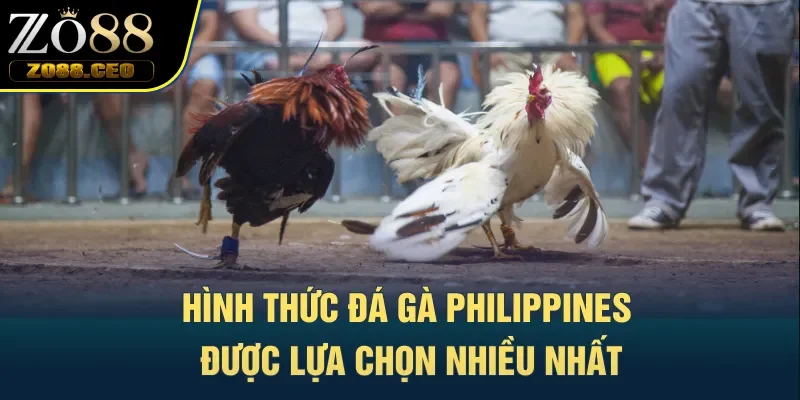 Hình thức đá gà Philippines được lựa chọn nhiều nhất