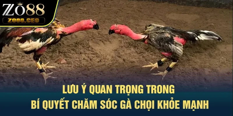 Lưu ý quan trọng trong bí quyết chăm sóc gà chọi khỏe mạnh