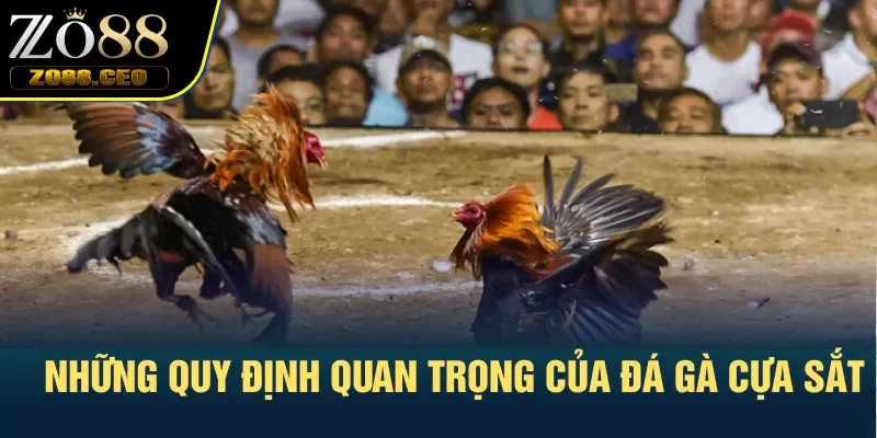 Những quy định quan trọng của đá gà cựa sắt